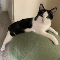 Thumbnail photo of LOUIE (LULU) #1