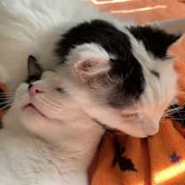 Thumbnail photo of LOUIE (LULU) #2