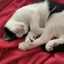 Thumbnail photo of LOUIE (LULU) #3