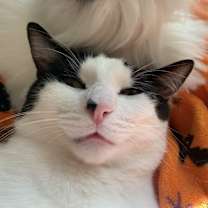 Thumbnail photo of LOUIE (LULU) #4