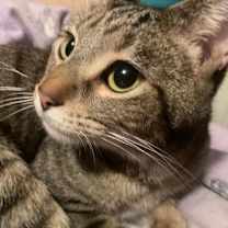 Thumbnail photo of Iggy #2