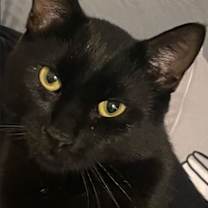 Thumbnail photo of Benny #3