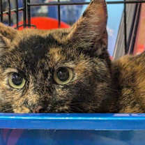 Thumbnail photo of Marmie #4