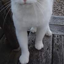 Thumbnail photo of Ramblin' Man (Rambler) #1