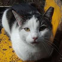 Thumbnail photo of Ramblin' Man (Rambler) #2