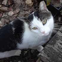 Thumbnail photo of Ramblin' Man (Rambler) #3