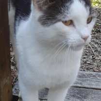 Thumbnail photo of Ramblin' Man (Rambler) #4