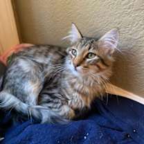 Thumbnail photo of Blackie #3