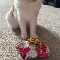 adopt-pet
