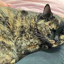 Thumbnail photo of Pasta #1