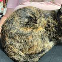 Thumbnail photo of Pasta #2