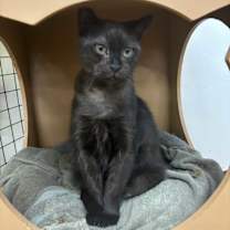 Thumbnail photo of Sabrina #4