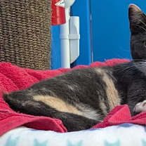 Thumbnail photo of Dusty #2