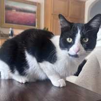 Thumbnail photo of Apple Crumble #1