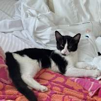 Thumbnail photo of Apple Crumble #2