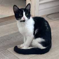 Thumbnail photo of Apple Crumble #3