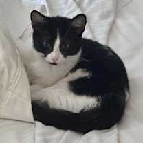 Thumbnail photo of Apple Crumble #4