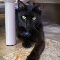 Thumbnail photo of Paulie (FCID# 09/14/2024 - 103 Brandywine PS) #2