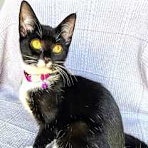 Thumbnail photo of KITTEN MARS #1