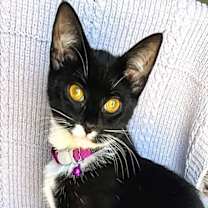 Thumbnail photo of KITTEN MARS #2