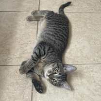 Thumbnail photo of Wildflower #1