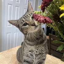 Thumbnail photo of Wildflower #4