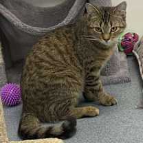 Thumbnail photo of Dakota #2