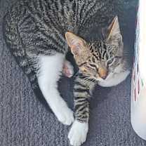 Thumbnail photo of Joey (& Phoebe) #1