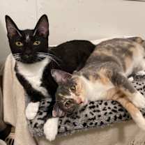 Thumbnail photo of Spicy #2