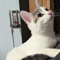 Thumbnail photo of Hendrix #2