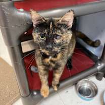 Thumbnail photo of Tara #1