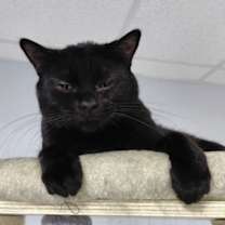 Thumbnail photo of Ripp #1