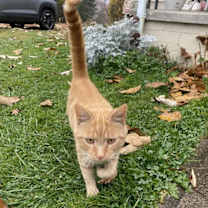 Thumbnail photo of Colby #3