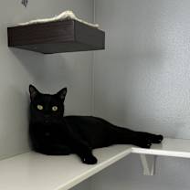 Thumbnail photo of Blackberry #2