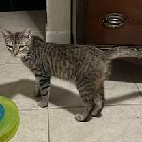 Thumbnail photo of Zuzu #1