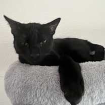 Thumbnail photo of Shadow #4