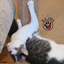 Thumbnail photo of Oliver #2