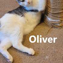 Thumbnail photo of Oliver #3