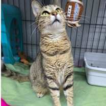 adopt-pet