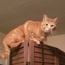 Thumbnail photo of Orange Chicken aka "Orange" #2