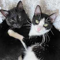 Thumbnail photo of Jan Brady (bonded to Cindy Bra #4