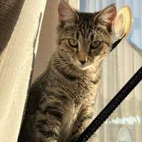 Thumbnail photo of Silver #1