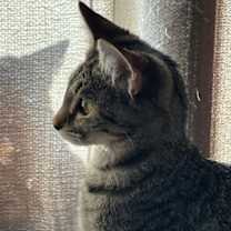 Thumbnail photo of Silver #2