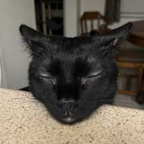 Thumbnail photo of Ty #3