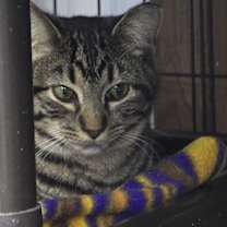 adopt-pet