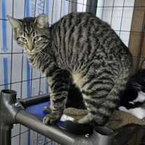 Thumbnail photo of Rose #2