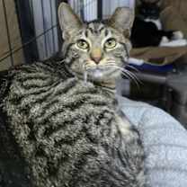 Thumbnail photo of Rose #3