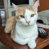 Thumbnail photo of Gretchen #2