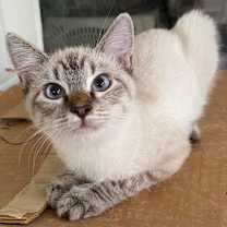 Thumbnail photo of Truffle #4