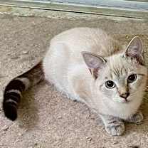 Thumbnail photo of Toffee #4